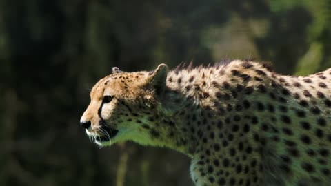 The Graceful Stride of a Walking Cheetah