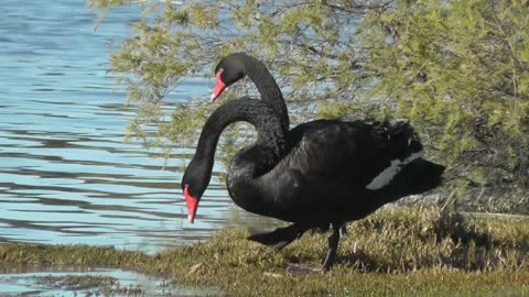 Big black swan