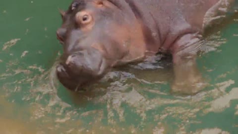 I'm so cute. Where's your watermelon? # hippo