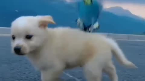 Cute puppy play with blue bird