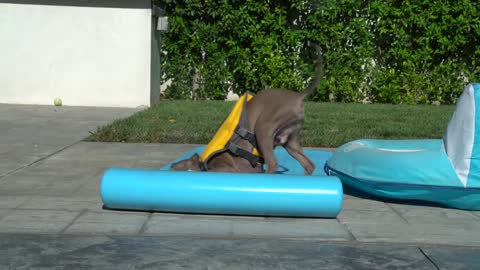 Teaching Dogs How To Swim