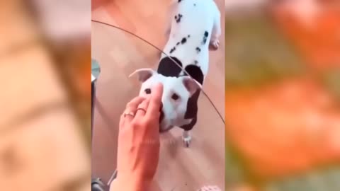 funny animal videos 2023, 😂try not to laugh impossible 2023,🤣 🐕😻🔥👈fun network of lovely