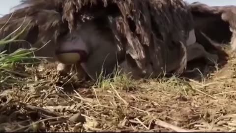 Survival Of The Fittest ( Ostrich vs Leopard )