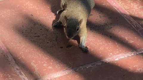 Wild Squirrel takes food right from human's hand