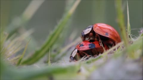 Ladybug insect