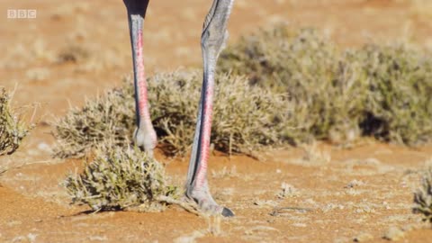 Ostrich Gives the Performance of His Life The Mating Game BBC Earth