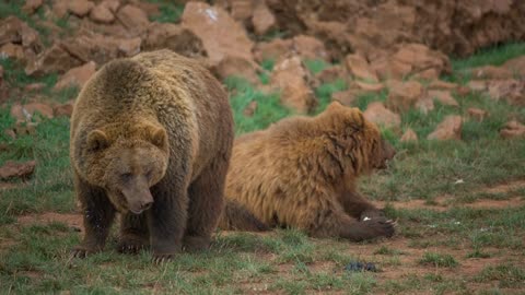 Pair of brown bears in the field