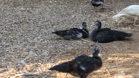 Muscovy ducks are growing rapidly due to their great and constant cravings