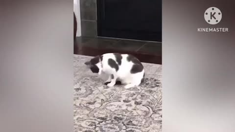 Funny cat video 3