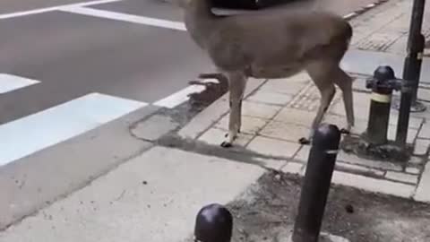 Deer at the Crossing