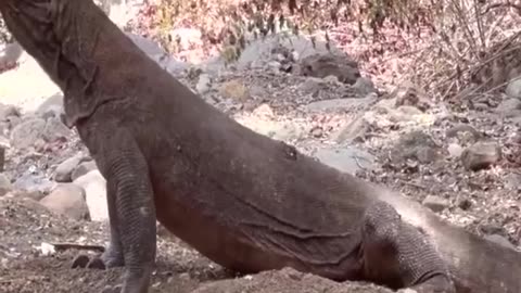 Komodo Dragons Have Swallowed 1 Goat but are still trying to find more prey