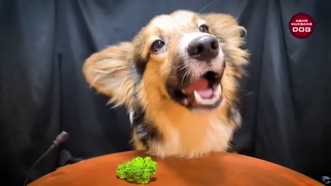 ASMR MUKBANG | DOG EATING STEAK 먹방
