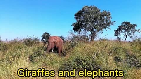 Feeding giraffes and elephants