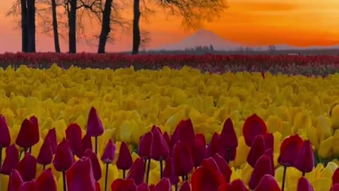 When the sunset meets tulips, who will you share such a romantic moment with?