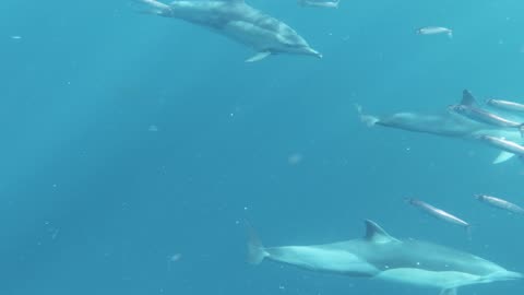 Group of Dolphins Swimming Underwater