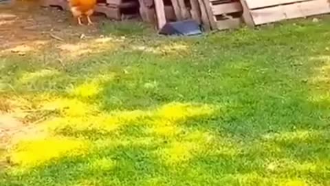 Funny Chicken VIdeo 2024 | Chicken chasing Dog