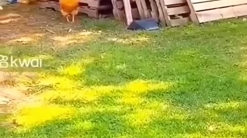 Chicken and Dog playing