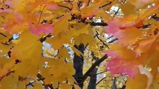 Finally autumn tree