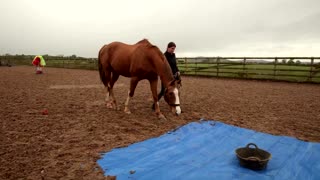 Retired racehorses retrain as therapy horses