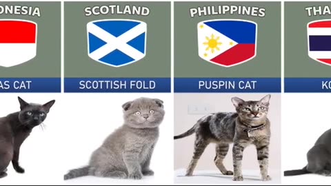 Cat breeds from différents countries