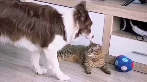 cats-funny-cats-cute cats-funny cat videos-#catlover funnycat #reelsviral