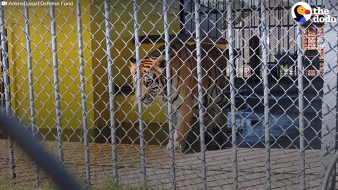 Tiger Caged at Truck Stop For 17 Years Needs YOUR Help | The Dodo