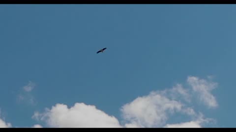 Eagle flying on a clear sky 4k