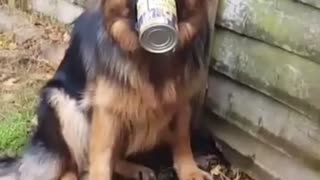 German Shepherd puppy gets her nose stuck
