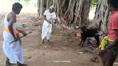 Funny Video "Not comes time to death". Save animal