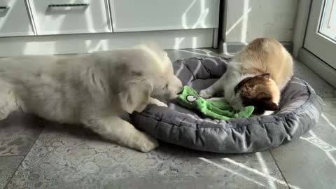 What does a Golden Retriever Puppy do when a Cat Occupied her Bed
