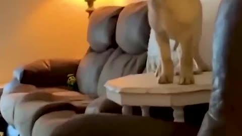 Funny Animal Videos Of The Day