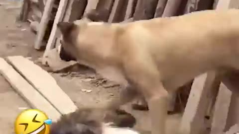Funny animals vidio dog and cat