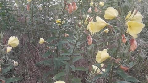 Wild yellow flowers