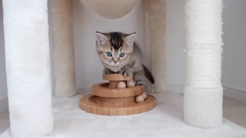 Kitten learning how to use a ball toy correctly