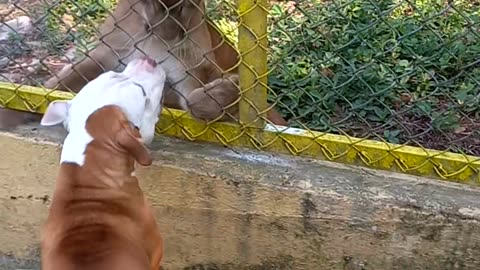 Dog Plays With Puma Through Fence