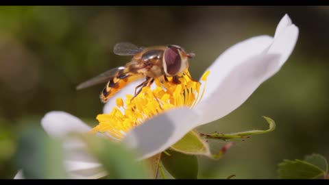 Hoverflies: Nature's Pollinator Heroes and Pest Controllers