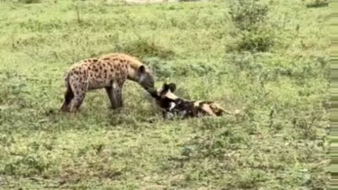 UNREAL moment between Hyena and African Wild dog