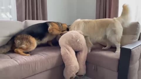 Golden Retriever doesn't want to share his toywith a German Shepherd