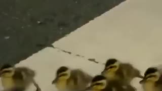 Raise Your Vibration by Watching Ducklings and Mom Crossing the Street with Human Protection