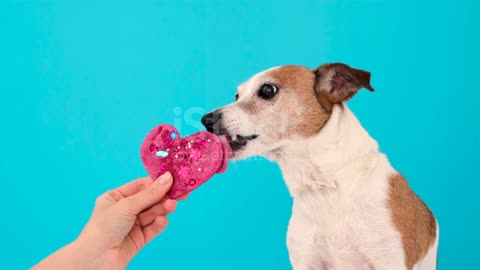 Dog enjoys licking sweets