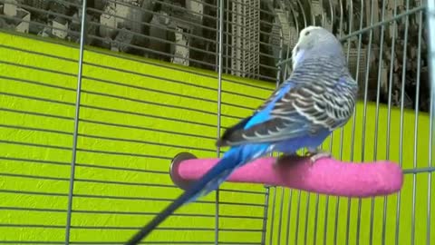 Singing Budgie - Happy Song | Most Beautiful Budgie Songs Ever | Parakeets Chirping Sounds HDR10
