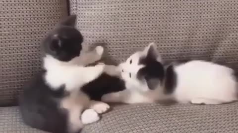Cute cat playing 😍