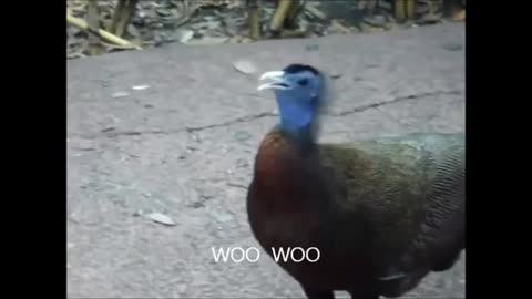 Talking Bird Saying Woo Woo!!!!