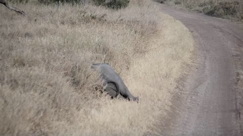 Baby elephant throwing a tantrum