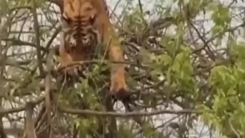 Monkey VS Tiger (unimaginable fight)