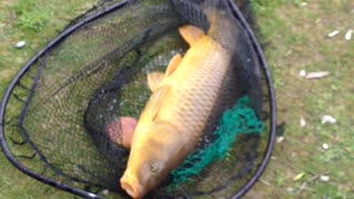 Carp fishing in Port Hope