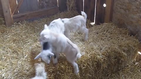 CUTE BABY GOATS, 🐑😜