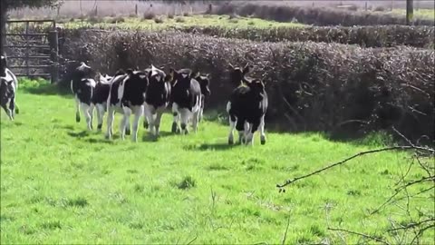 Cows Go Moo (Baby Edition) - CUTEST Compilation