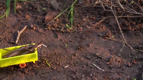 Toy Train - Accident of Trucks Carrying Timber Illegal Logging