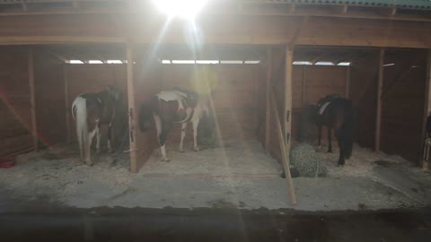 Horse stables with wooden doors and horses. Moving camera. sun shines in the camera